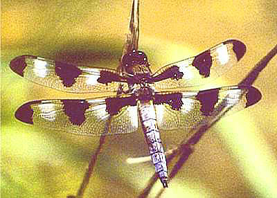 Twelve-spotted Skimmer