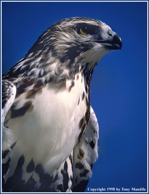 Red-tailed HawkTM