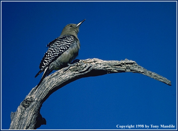 Gila Woodpecker TM