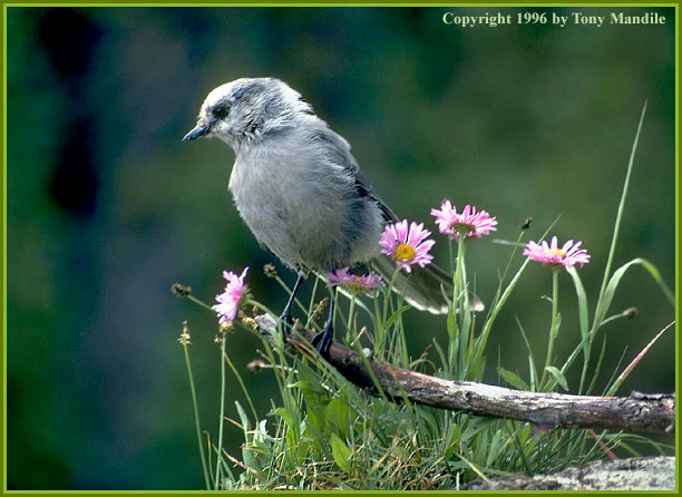 Gray Jay TM