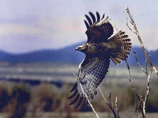 Red-Tailed Hawk2TM