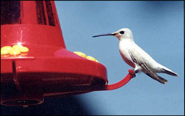 Albino Hummer