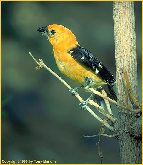 Yellow GrosbeakTM