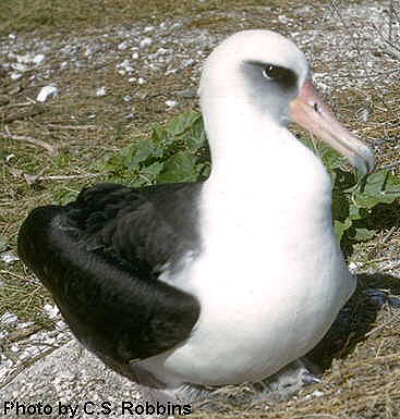 Laysan Albatross 