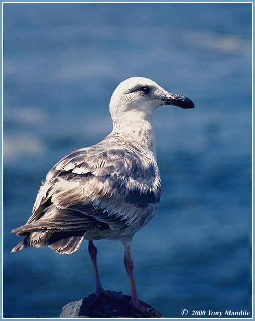 Black-backed Gull TM