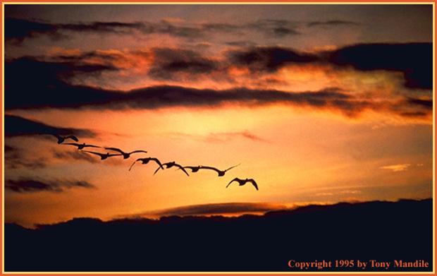 Sunset  Geese TM