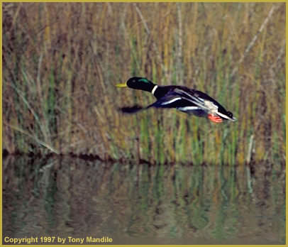 Mallard Flight TM