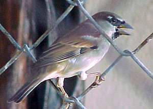 House Sparrow TM