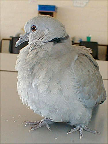 Eurasian Collared Dove 