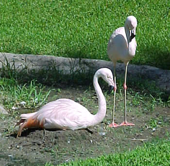 Flamingos  TM