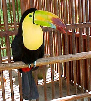 Toucan2TM