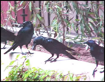 Crows 2TM