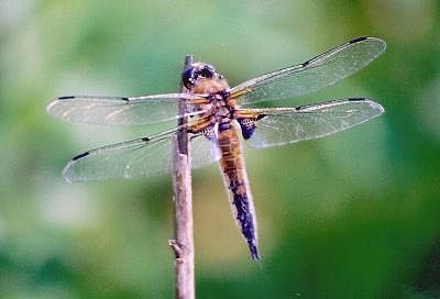 Four-spotted Chaser