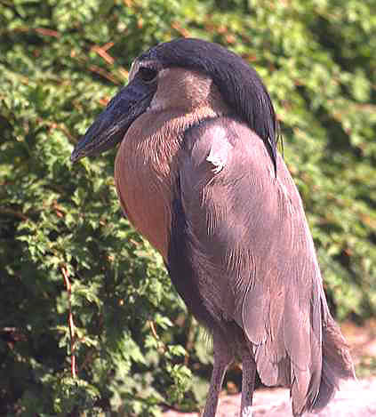 Boat billed heron