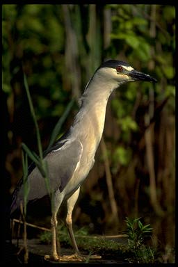 Night Heron