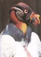 King Vulture