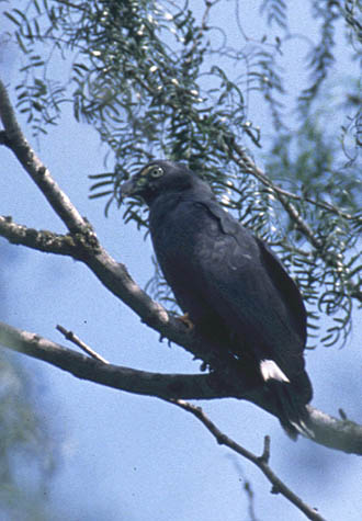 Hook billed Kite