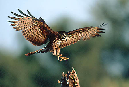 Snail Kite