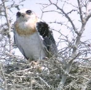 Whitetailed Kite