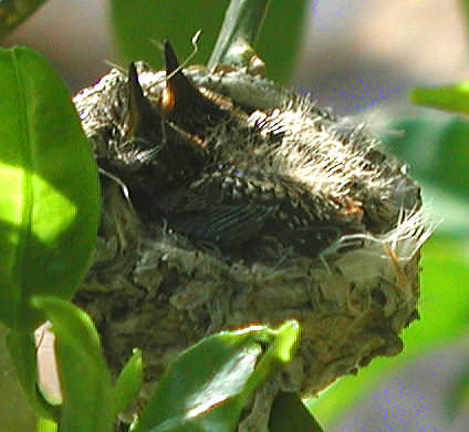 Costas nestlings