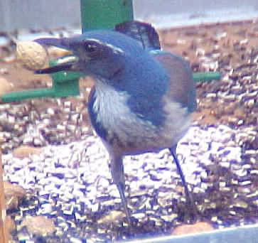 Scrub Jay 