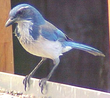 Scrub Jay II