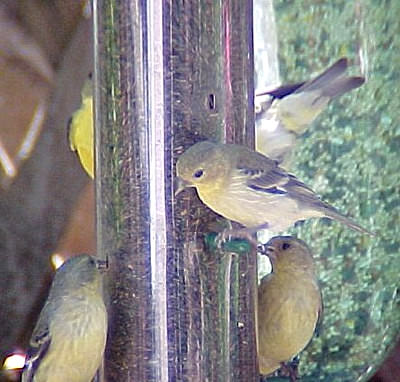 Finch Feeding Frenzy