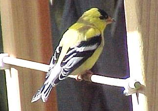 American Gold Finch