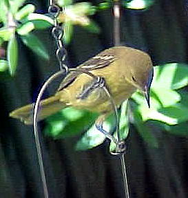 Young Hooded Oriole