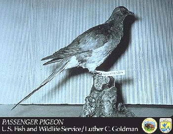 Passenger Pigeon