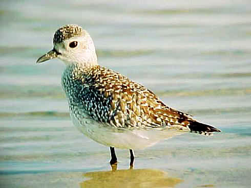 Grey Plover