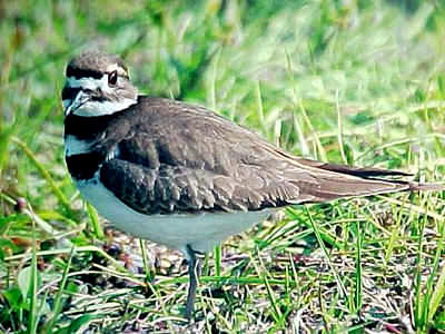 Killdeer