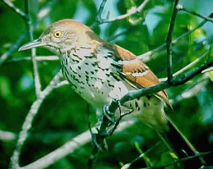 Brown Thrasher