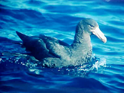 Giant Petrel