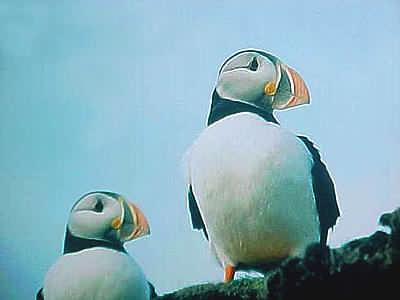 Puffins