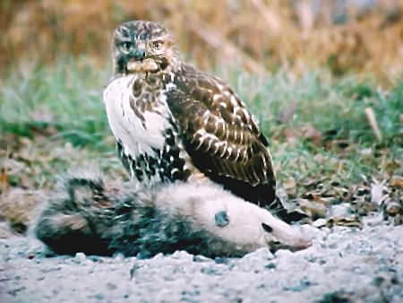 Red-tailed Hawk