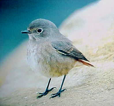 Female Redstart