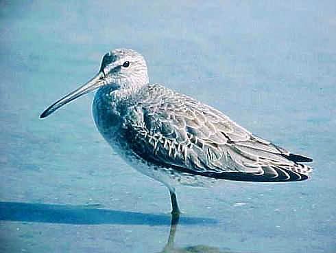 Short-billed Dowitcher