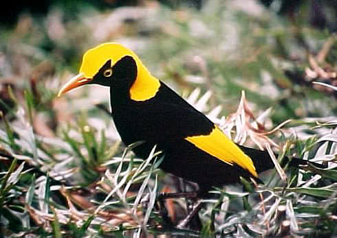 Regents Bowerbird