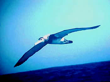 Juv Wandering Albatross