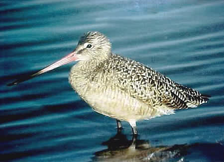 Marbled Godwit