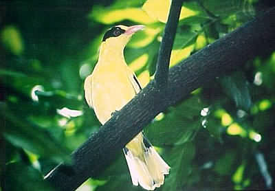 Black-naped Oriole