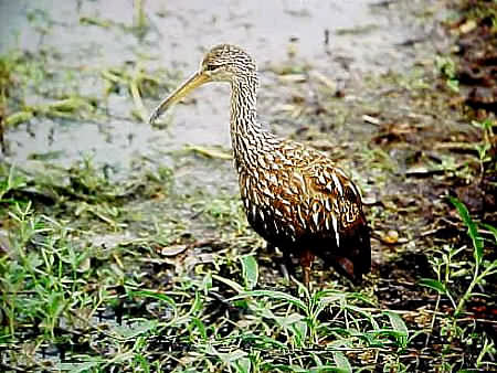 Limpkin