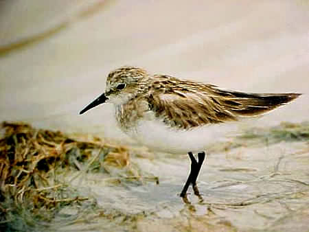 Little Stint