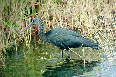 Glossy Ibis