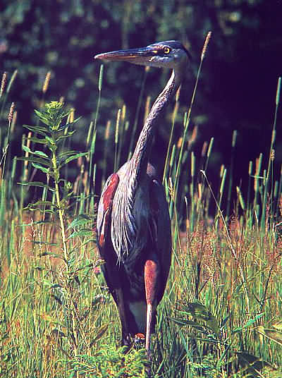 Great Blue Heron