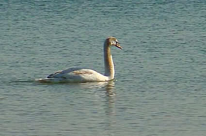 Young Swan