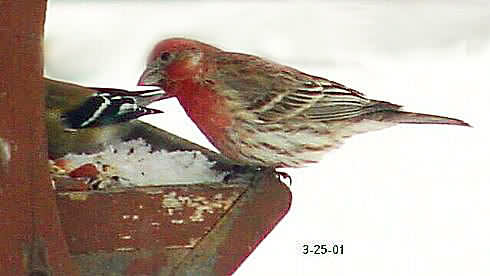 House Finch