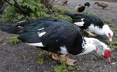 Muscovy Ducks