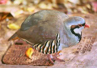 Chukar